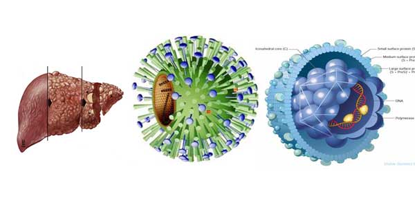 Tìm hiểu định lượng viêm gan virus B để trị bệnh hiệu quả